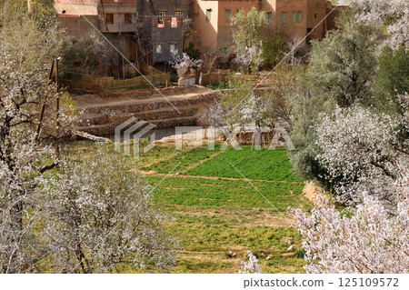 Tinellir's Fields 125109572