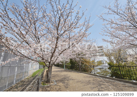 神戶臨港線沿線的櫻花 125109899