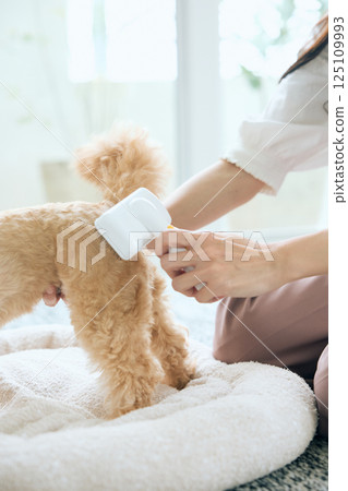 Toy poodle being brushed 125109993