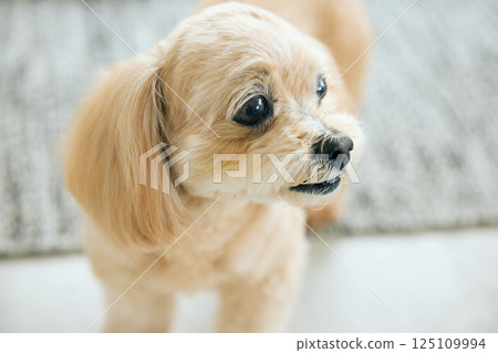 玩具貴賓犬在家放鬆 125109994