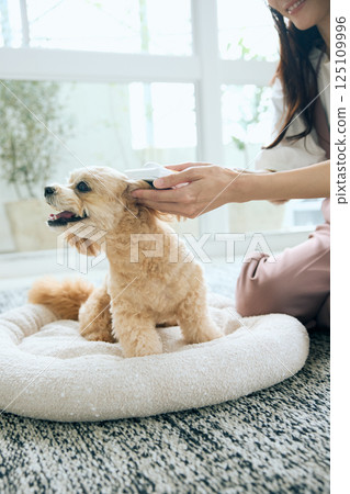 玩具貴賓犬正在梳理 125109996