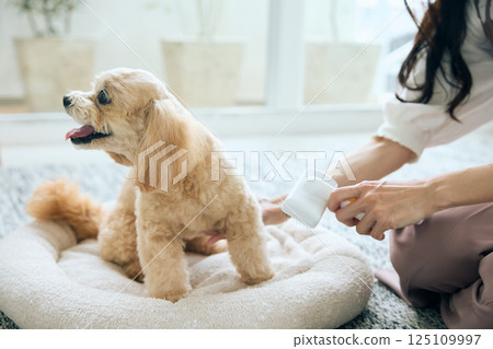 Toy poodle being brushed Toy poodle being brushed 125109997