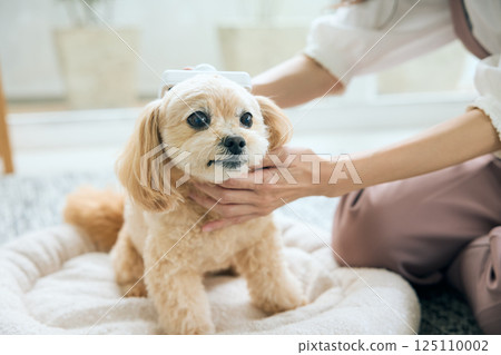 Toy poodle being brushed 125110002