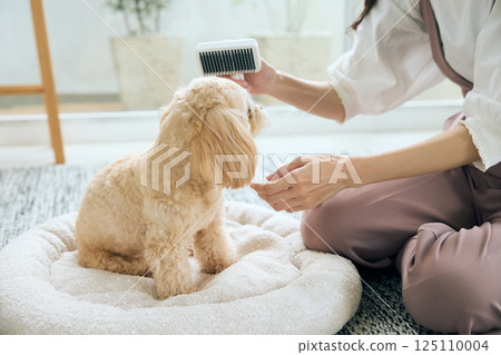 玩具貴賓犬正在梳理 125110004