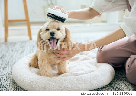 玩具貴賓犬正在梳理 125110005