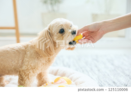 玩具貴賓犬在家放鬆 玩具貴賓犬在家放鬆 125110006