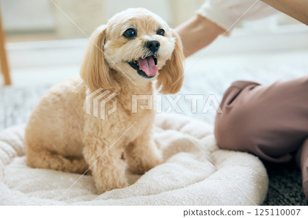Toy poodle being brushed 125110007
