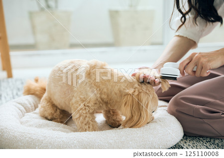 Toy poodle being brushed 125110008