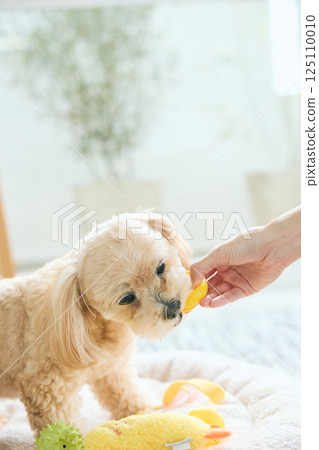 玩具貴賓犬在家放鬆 125110010