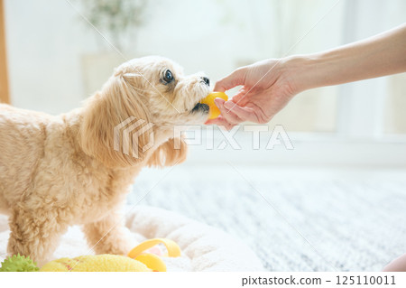 玩具貴賓犬在家放鬆 125110011