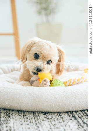 Toy poodle relaxing at home 125110014