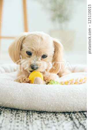 Toy poodle relaxing at home 125110015