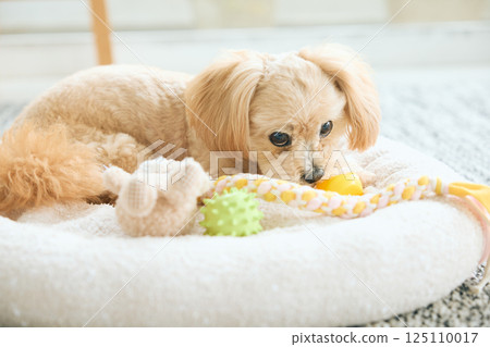 玩具貴賓犬在家放鬆 125110017