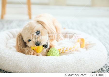 玩具貴賓犬在家放鬆 125110018