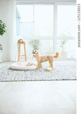 Toy poodle relaxing at home 125110023