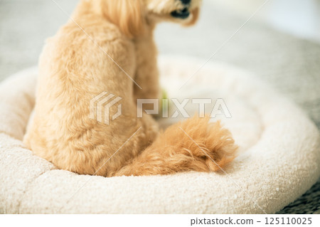 Toy poodle relaxing at home 125110025