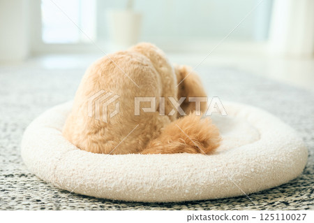 Toy poodle relaxing at home 125110027