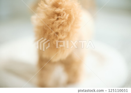 Toy poodle relaxing at home 125110031