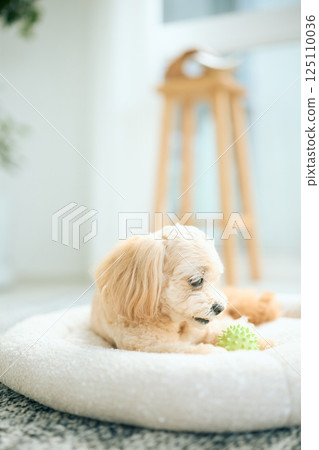 Toy poodle relaxing at home 125110036