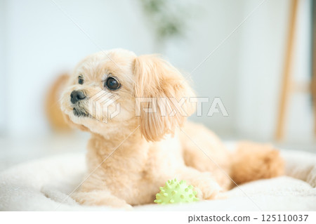 Toy poodle relaxing at home 125110037