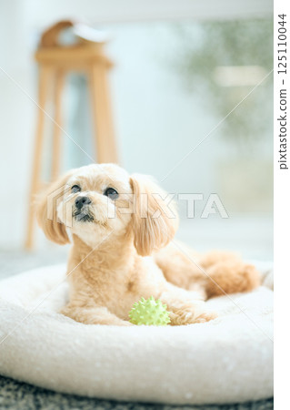 Toy poodle relaxing at home 125110044