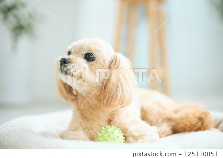 玩具貴賓犬在家放鬆 125110051