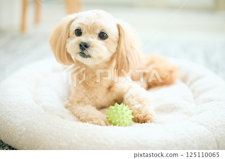 Toy poodle relaxing at home 125110065