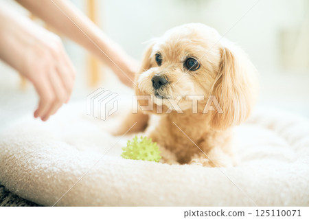 玩具貴賓犬在家放鬆 125110071