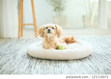 玩具貴賓犬在家放鬆 玩具貴賓犬在家放鬆 125110073