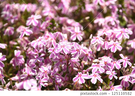 Moss phlox  125110582