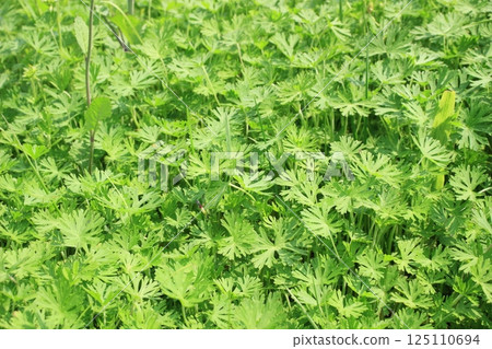 A carpet of green leaves and vivid gradations that bring the breath of spring 125110694