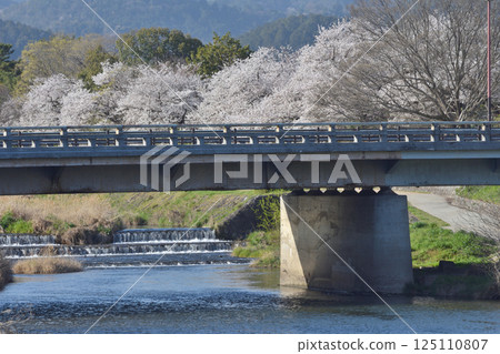 Cherry blossoms on the banks of the Takano River 125110807