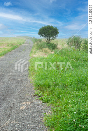 山路上的一棵樹 125110935