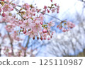 櫻花在春天的陽光下閃耀 125110987
