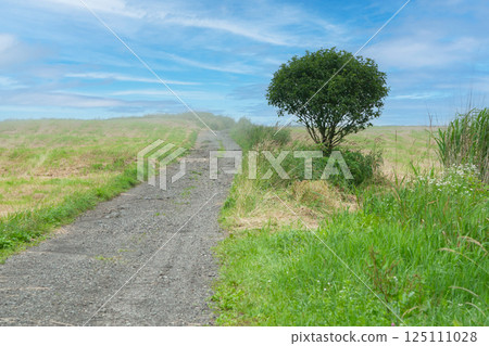 A road and a tree on a hill 125111028