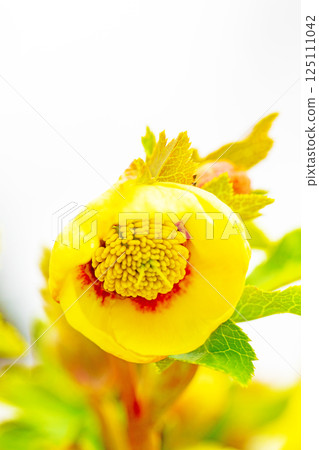 房屋周圍的花朵,各種季節性植物,色彩繽紛的早春花朵,色彩繽紛的聖誕玫瑰,忍受著寒風盛開 房屋周圍的花朵,各種季節性植物,色彩繽紛的早春花朵,色彩繽紛的聖誕玫瑰,忍受著寒風盛開 125111042