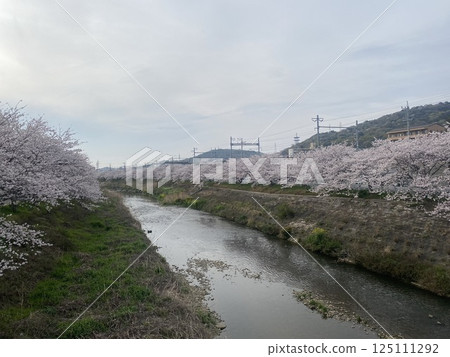 Cherry Blossoms Cherry Blossoms 125111292