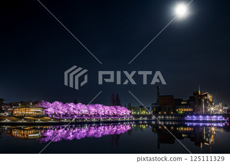 月光下的夜櫻花 125111329