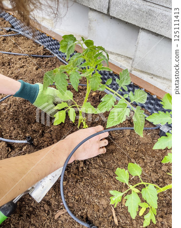 Human hands plant young tomato plants. Man plants seedlings in garden. 125111413