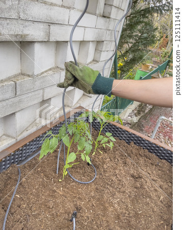 Human hands installing drip irrigation for young tomato plant. Close-up. Concept of economical agriculture. Human hands installing drip irrigation for young tomato plant. Close-up. Concept of economical agriculture. 125111414