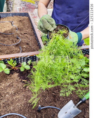 Planting dill. Male farmer transplants dill seedling from pot to open ground. Close-up. Healthy herbs concept. Planting dill. Male farmer transplants dill seedling from pot to open ground. Close-up. Healthy herbs concept. 125111416