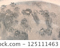 Cat footprints on dirty car rear window. Texture of paw prints on dirty car. 125111463