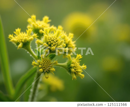 A close-up photo of a flowering ragweed plant or ambrosia, a source of discomfort for allergy sufferers 125111566