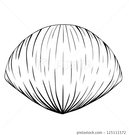 Seashell vector graphic line ink style. Sea shell, isolated on white. Hand drawn illustration for package, kitchen design, fabric and textile. 125111572