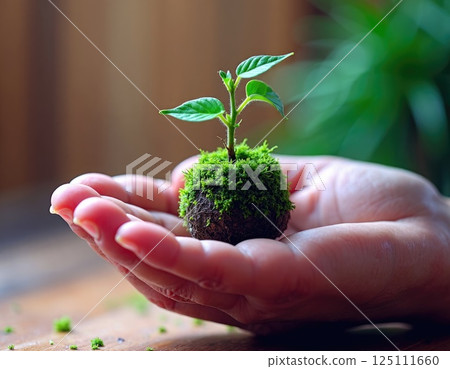 A close-up of hand holding a small Kokedama with delicate green leaves 125111660