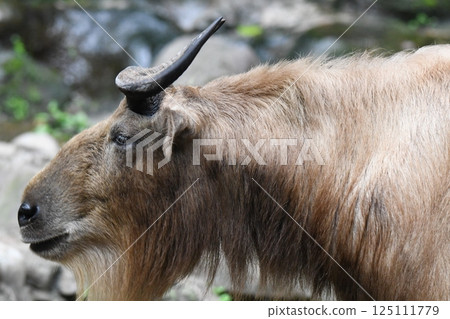 Golden Takin 125111779