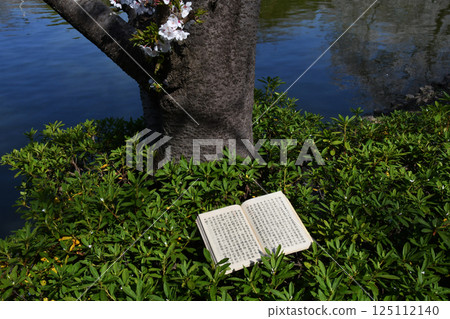 Ancient documents and cherry blossoms_01 125112140