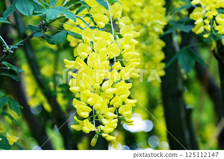 黃色紫藤、檸檬黃莎草花 黃色紫藤、檸檬黃莎草花 125112147
