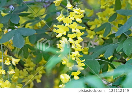 Vivid and beautifully blooming wisteria flowers Vivid and beautifully blooming wisteria flowers 125112149