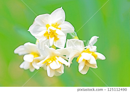 Flowers around the house - various seasons - the white fairy of early spring - white daffodils have bloomed 125112490